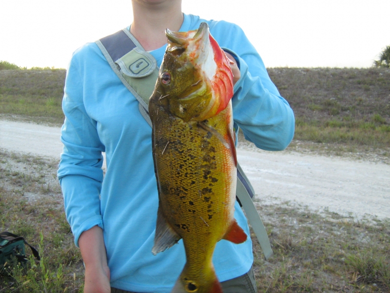 Bass